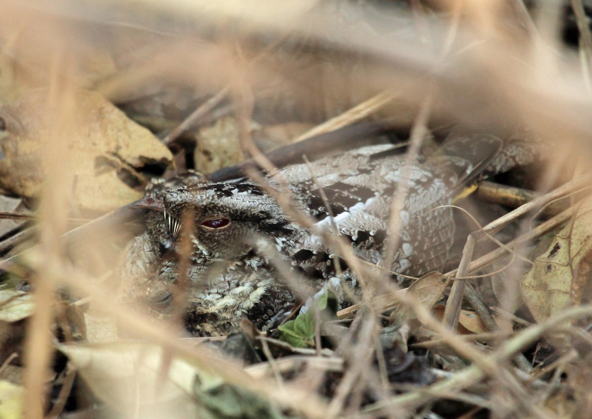 Sulawesi Nightjar - Nigel Voaden
