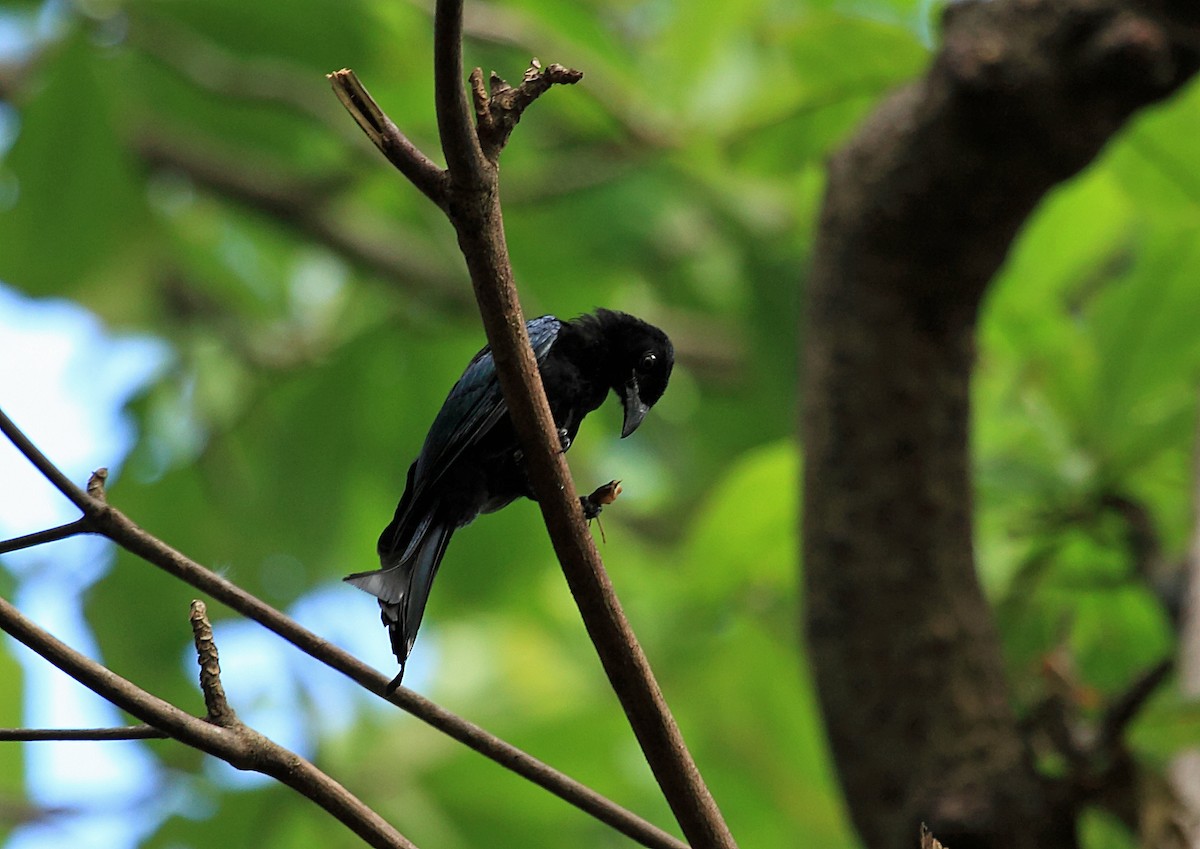 Hair-crested Drongo - ML46334151