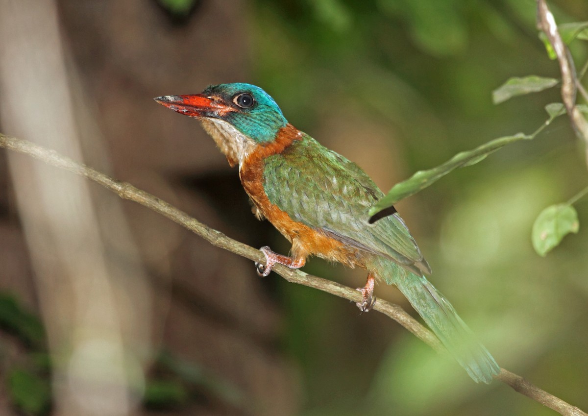 Green-backed Kingfisher - ML46334201