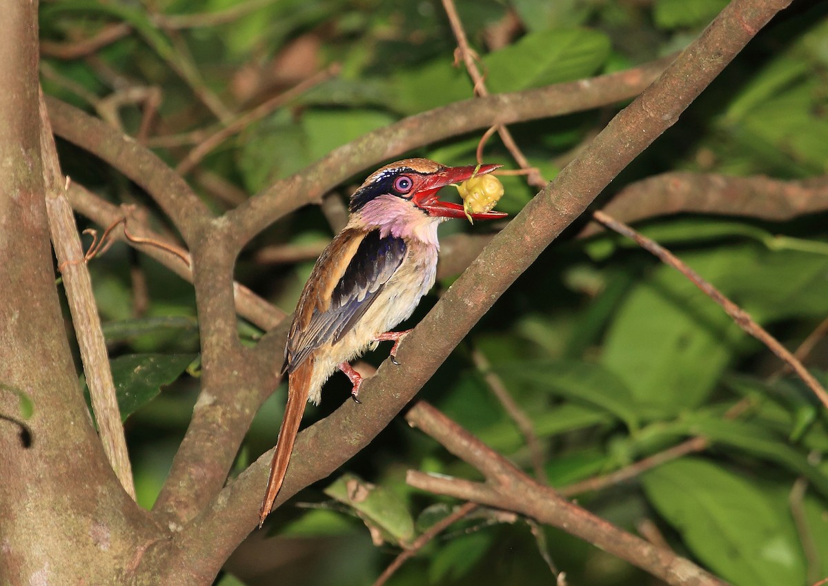Sulawesi Lilac Kingfisher - Nigel Voaden