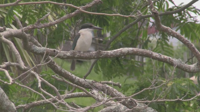 Sacred Kingfisher - ML463342841