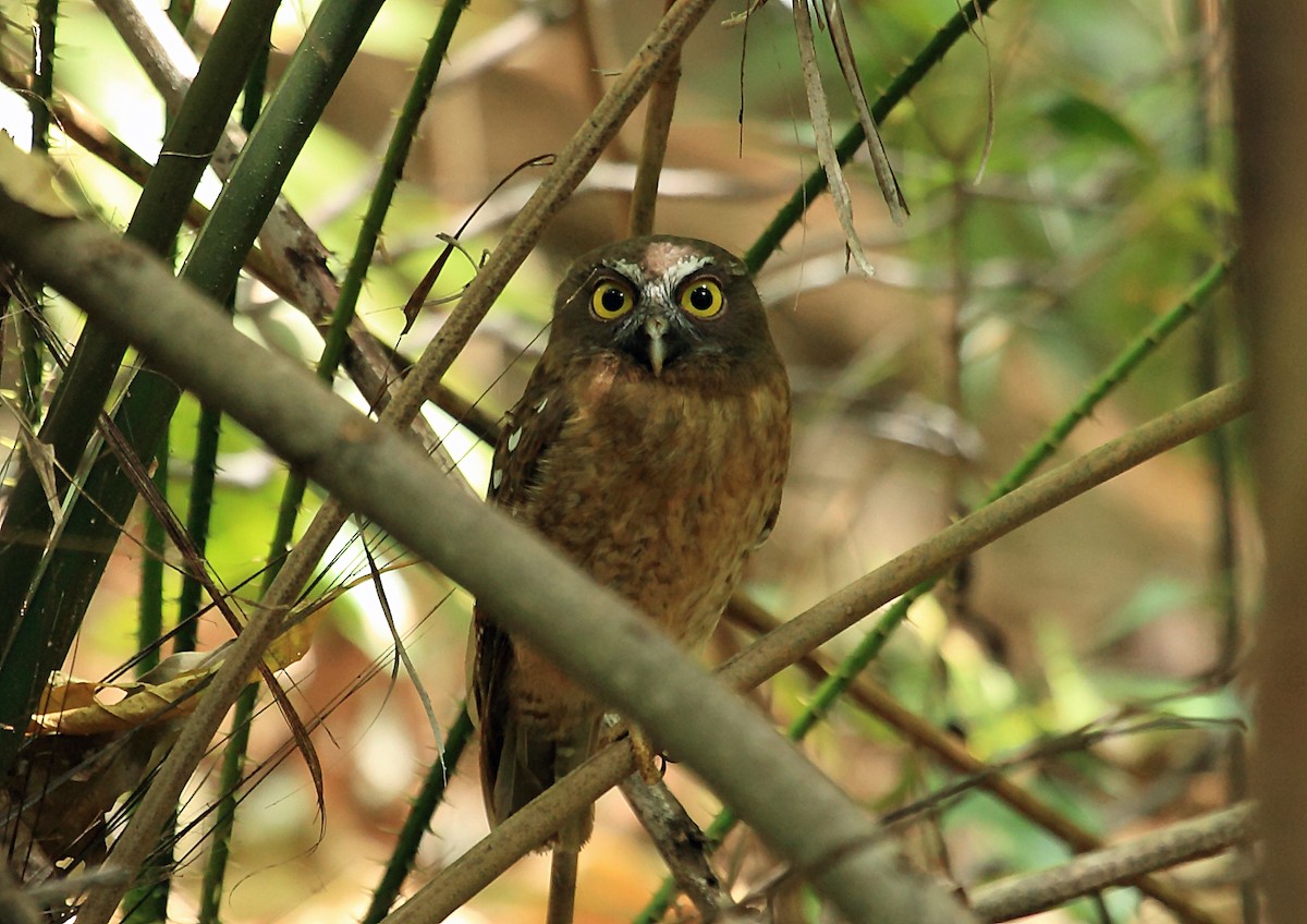 Ochre-bellied Boobook - ML46334321