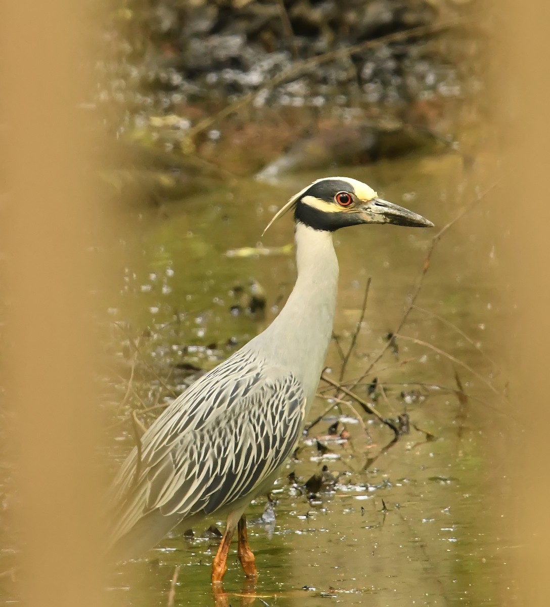 Yellow-crowned Night Heron - ML463343241