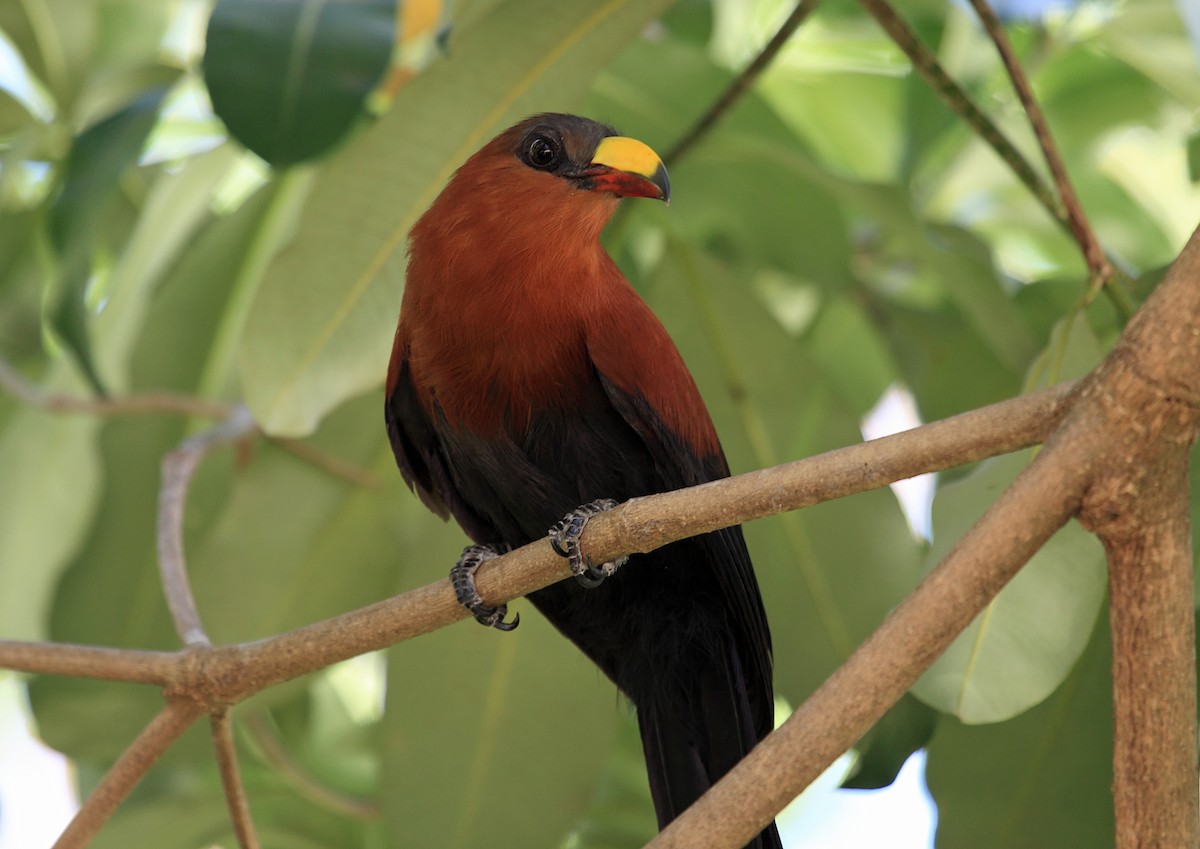 Yellow-billed Malkoha - ML46334381