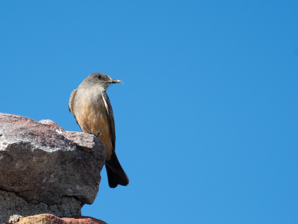 Say's Phoebe - ML463345901