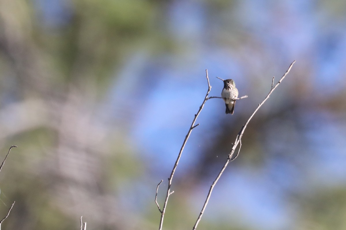 Calliope Hummingbird - ML463346491