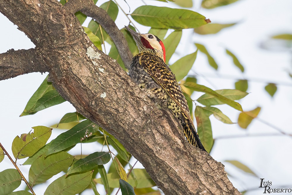 Green-barred Woodpecker - ML463346851