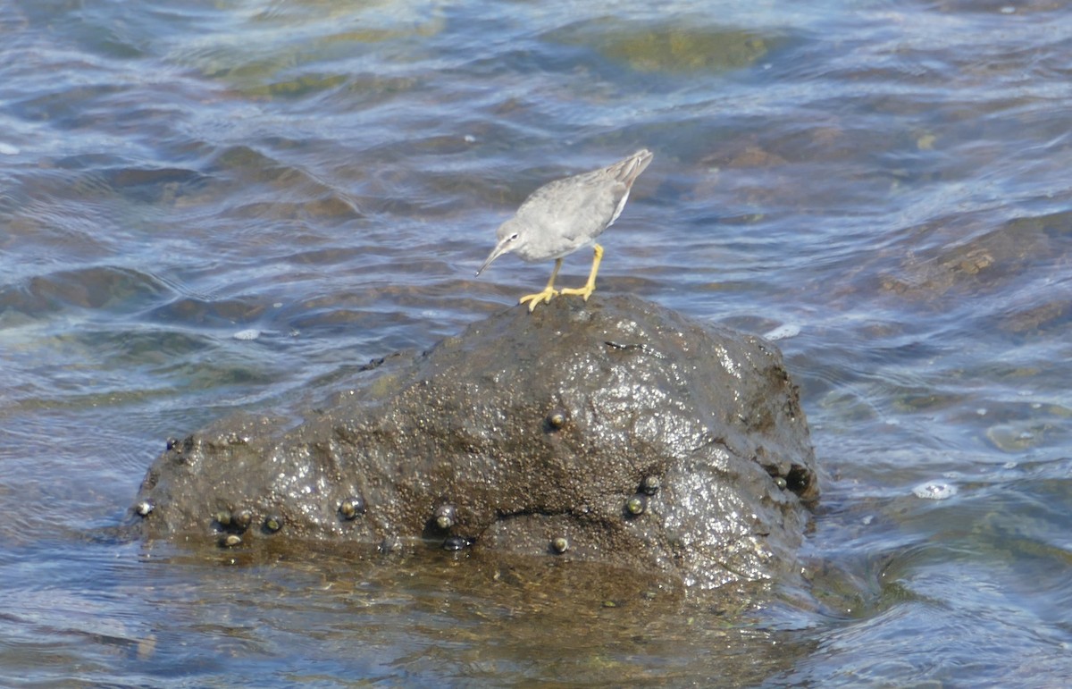 Wandering Tattler - ML463347661