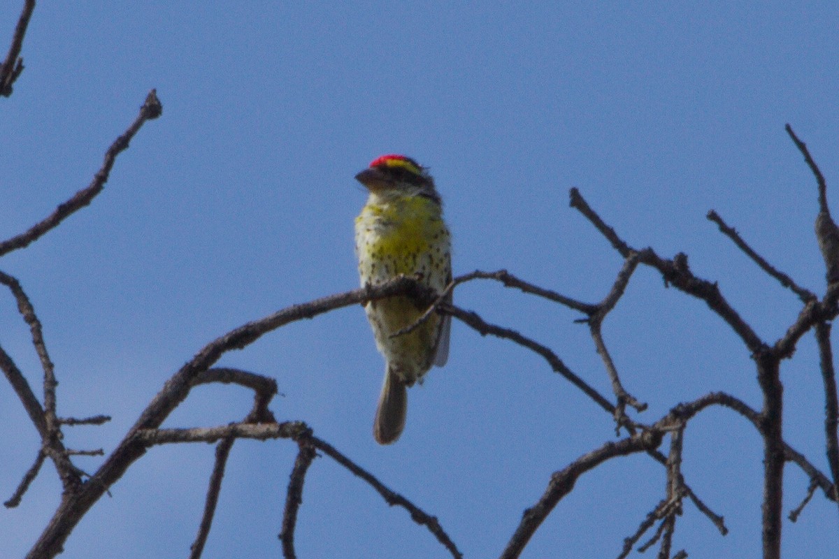 Miombo Barbet - ML463348151