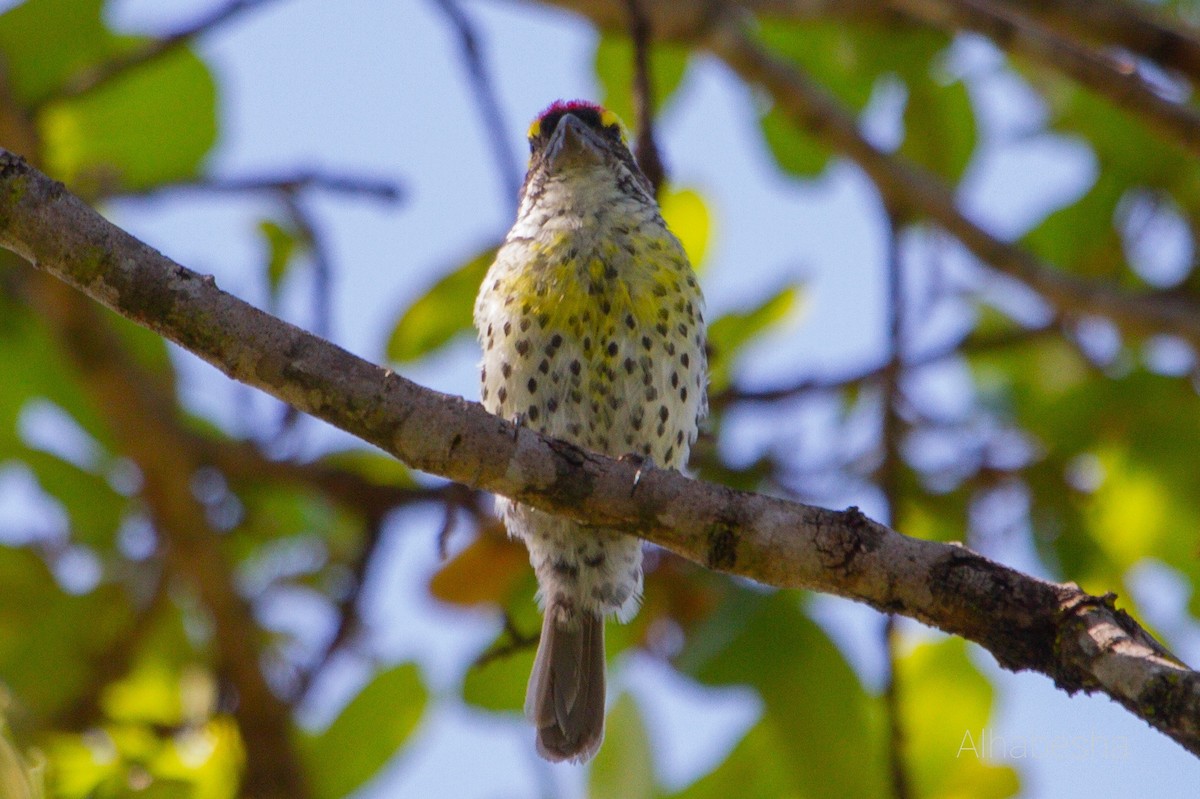 Miombo Barbet - ML463348161