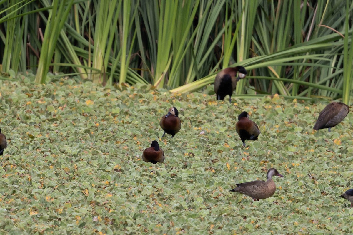 White-faced Whistling-Duck - Linda Rudolph