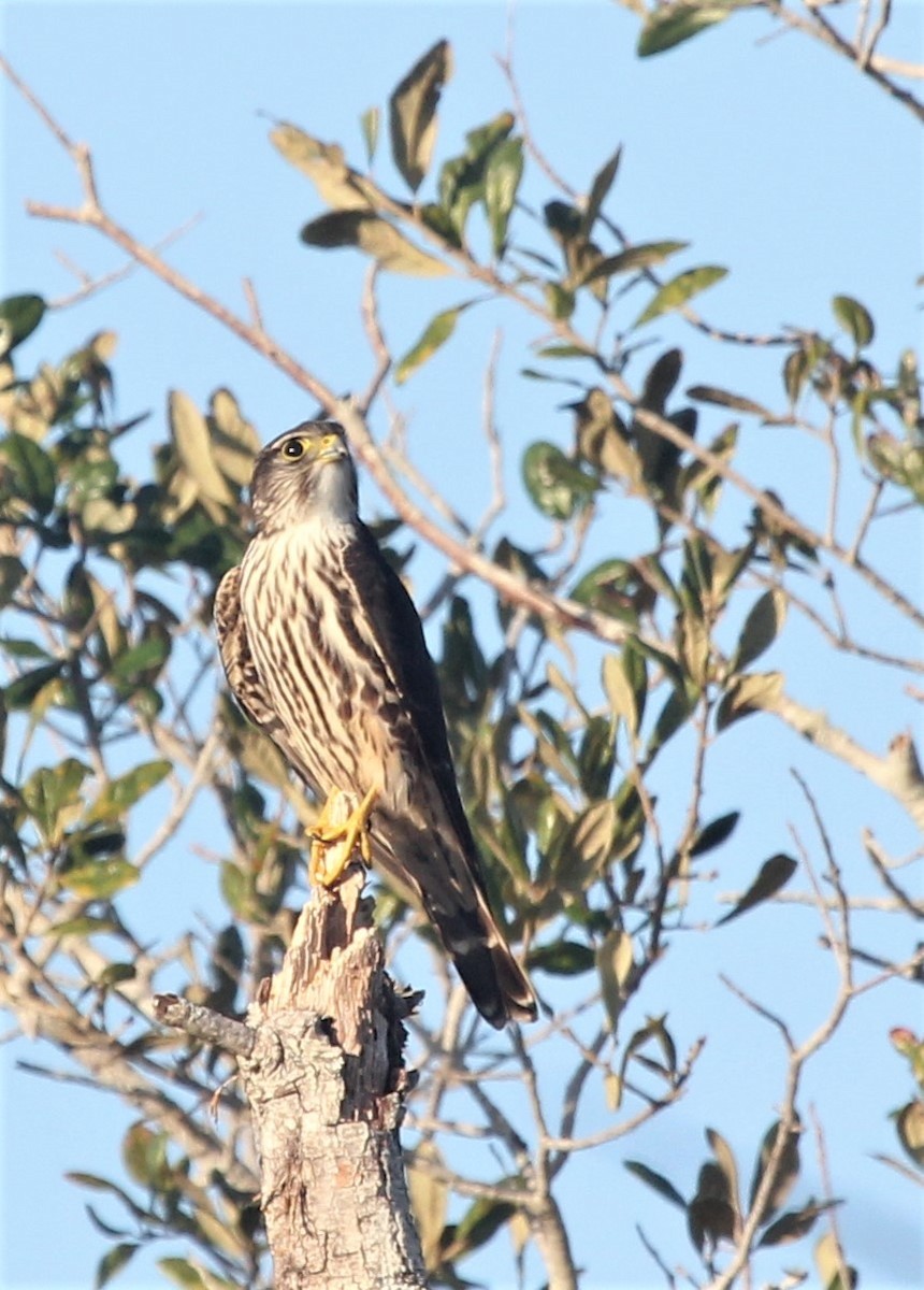 Merlin - ML46334871