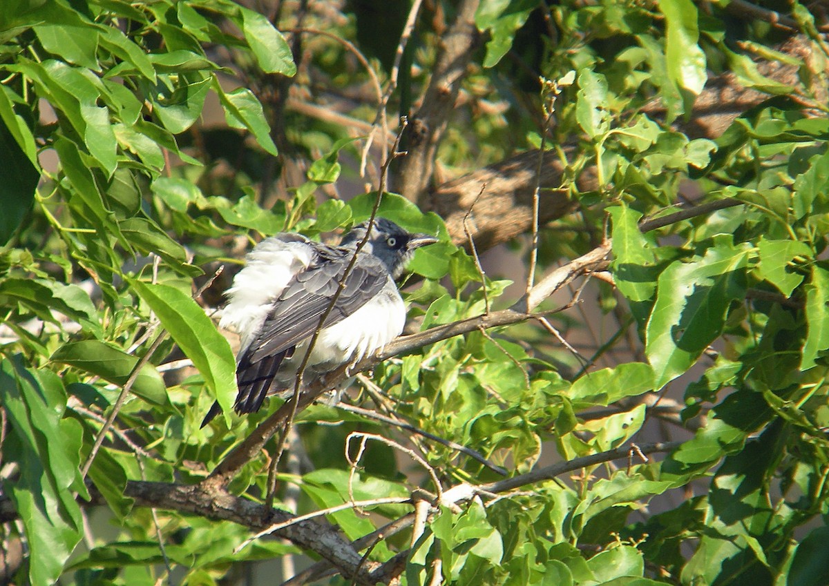 White-rumped Cuckooshrike - Nigel Voaden