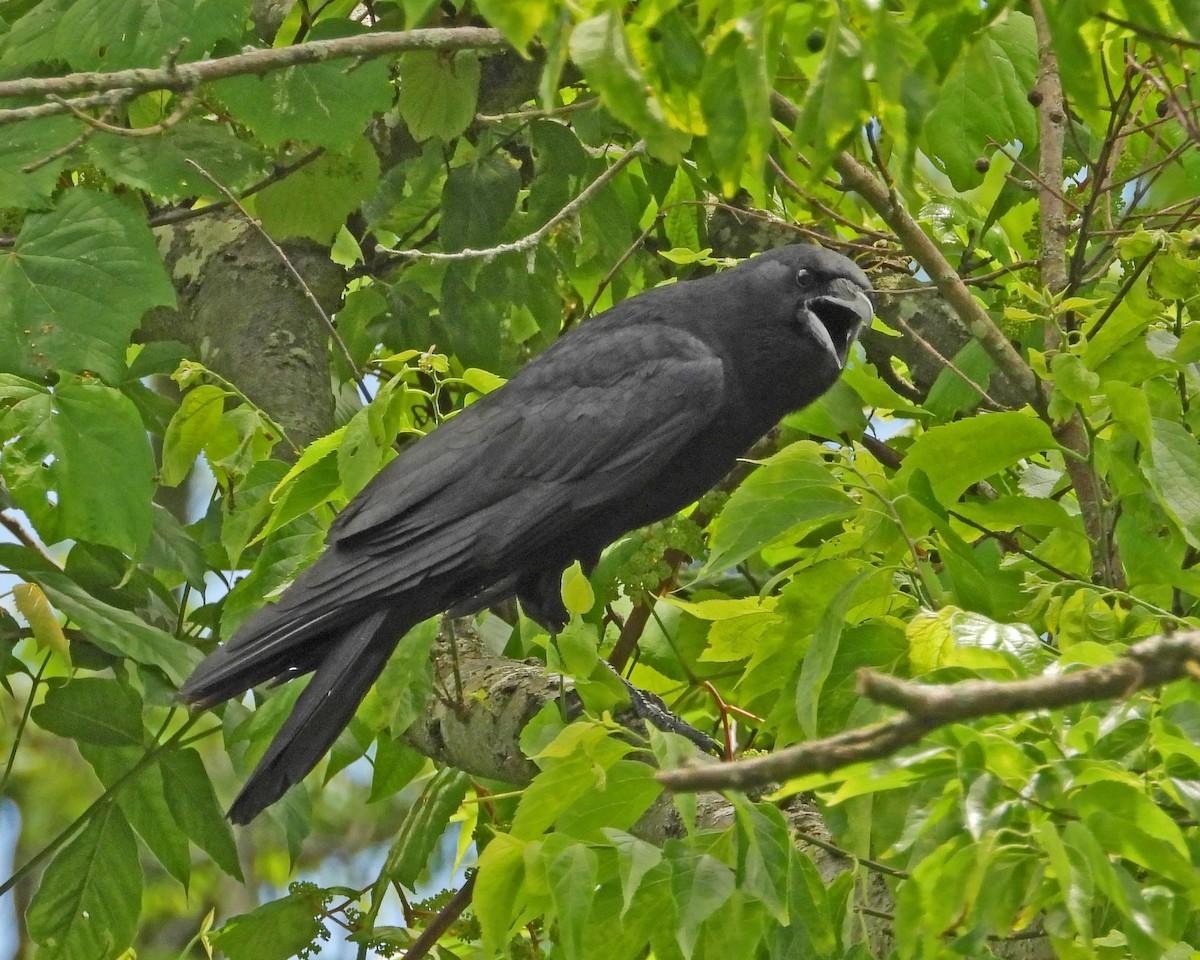 American Crow - ML463349721