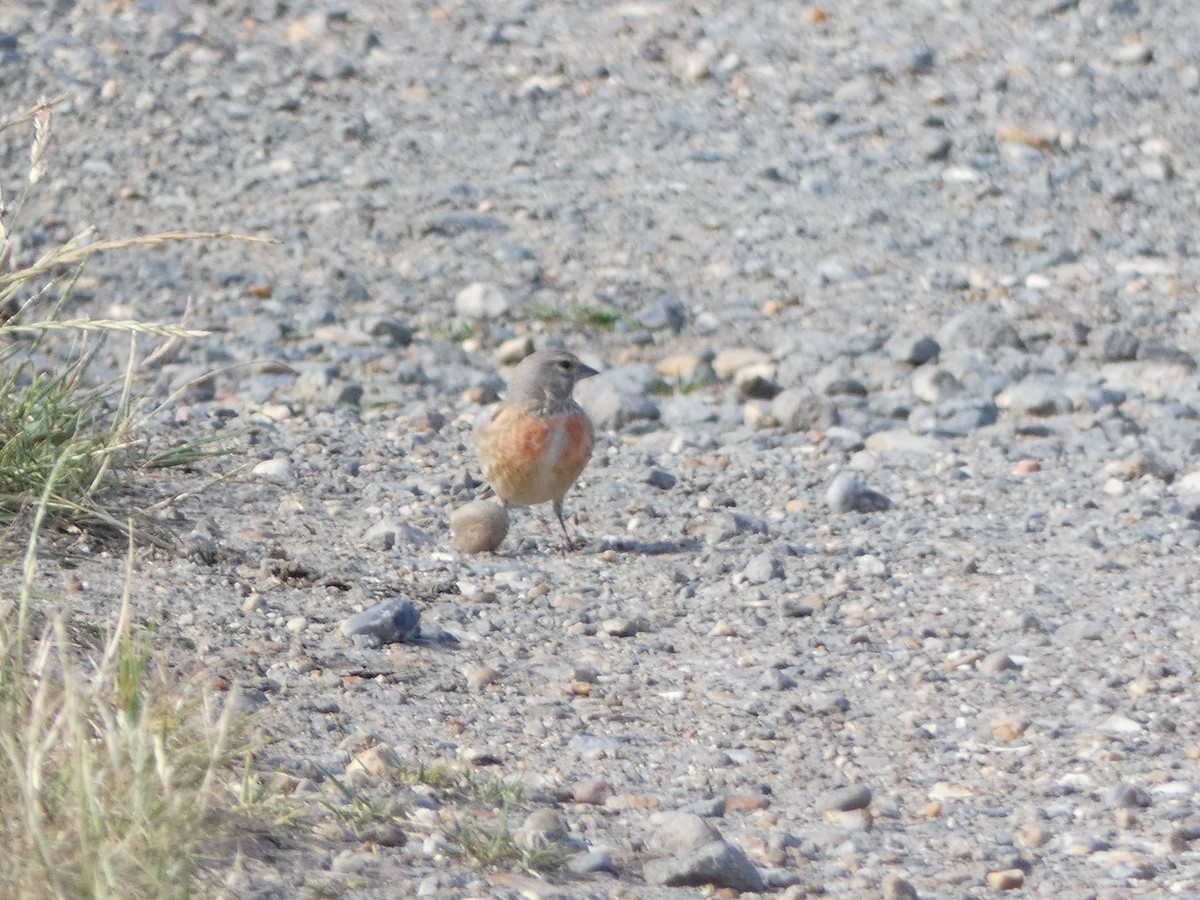 Eurasian Linnet - ML463349781