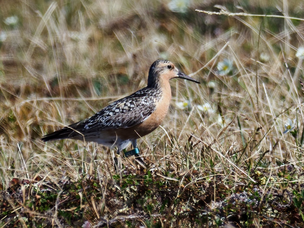 Red Knot - ML463350401