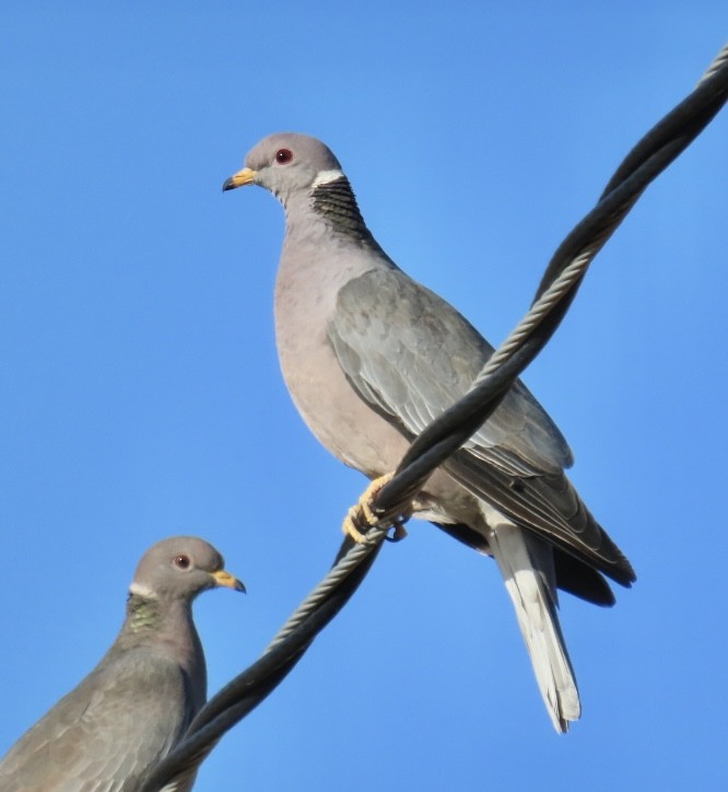 Band-tailed Pigeon - Wren Willet