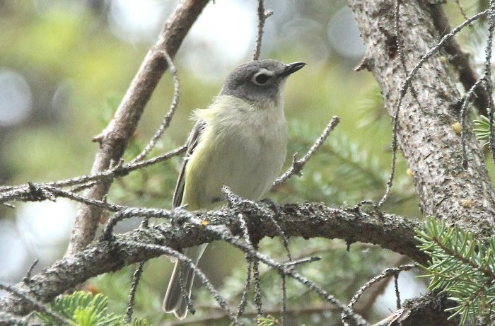 Cassin's Vireo - ML463350981