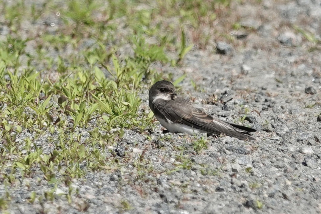 Bank Swallow - ML463351901