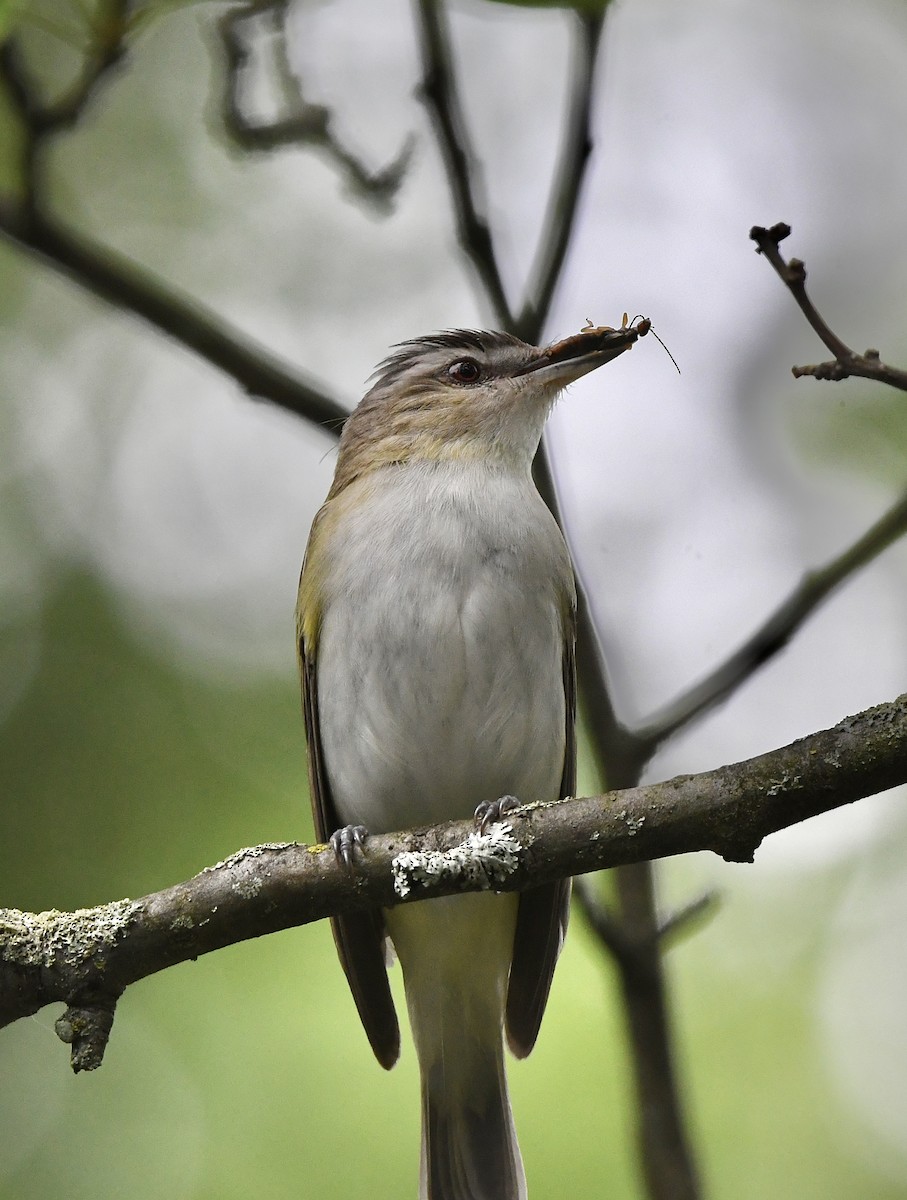 Red-eyed Vireo - ML463353161