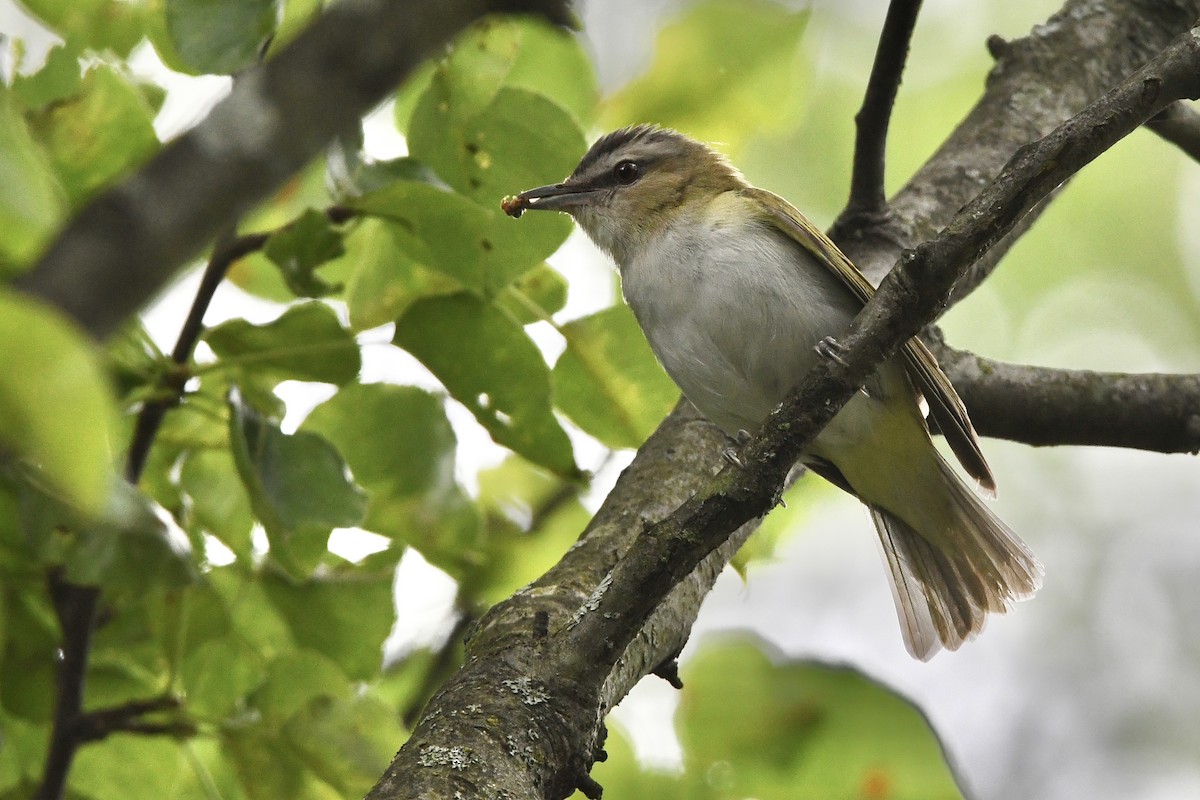 Red-eyed Vireo - ML463353181