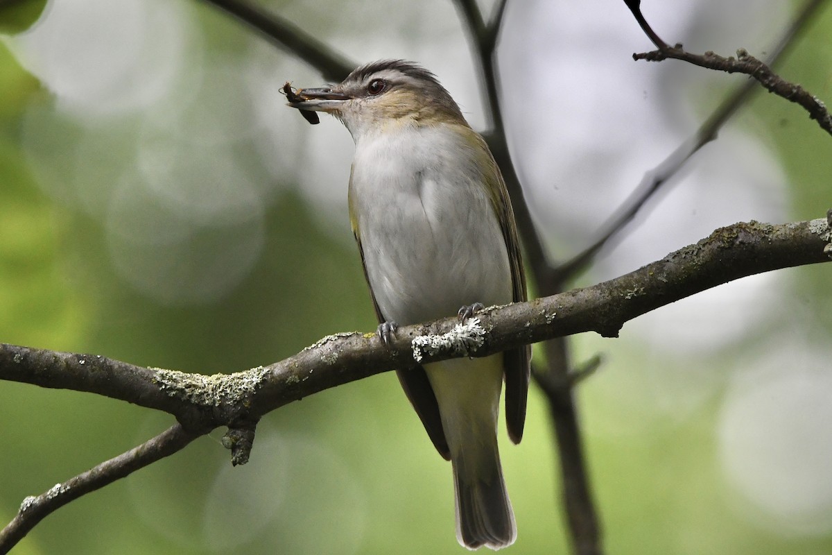 Red-eyed Vireo - ML463353191