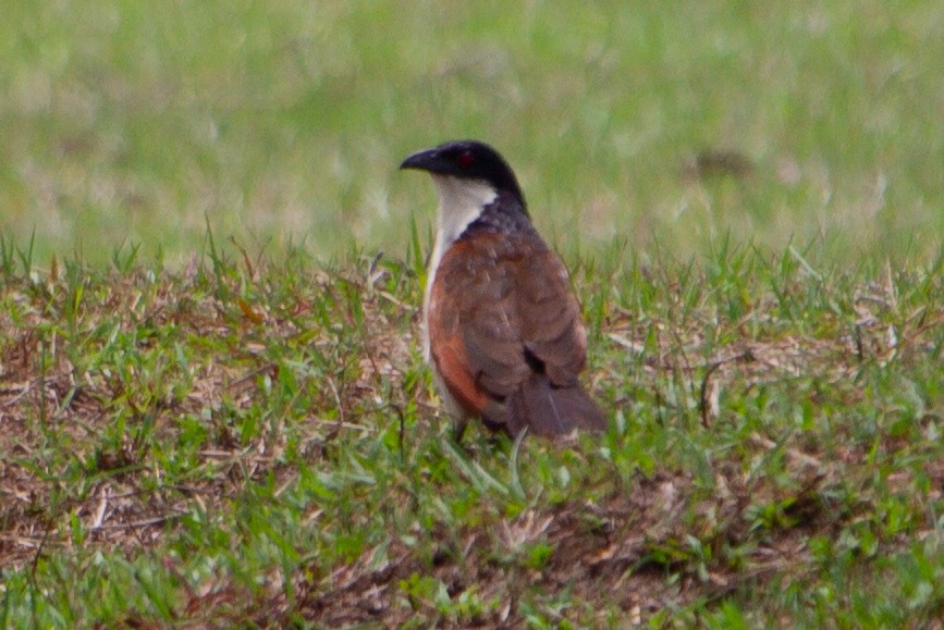 Coppery-tailed Coucal - ML463354061