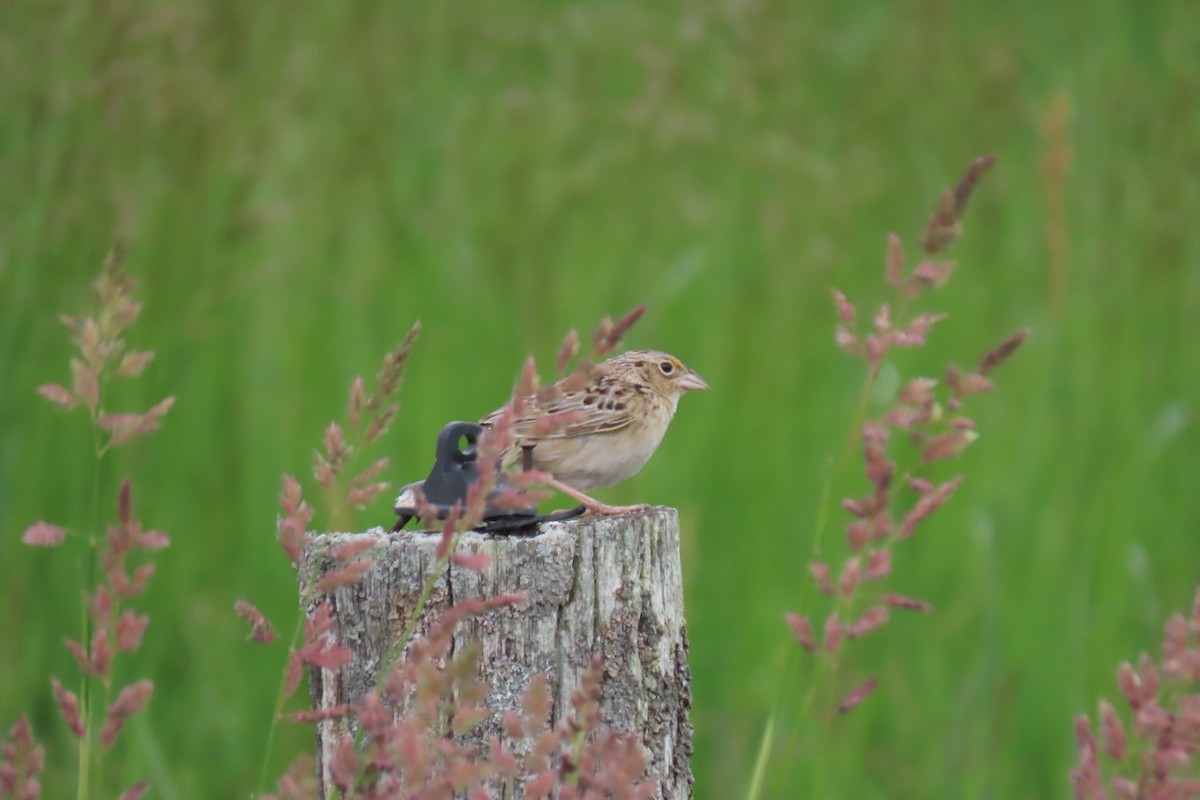 Grasshopper Sparrow - ML463354181