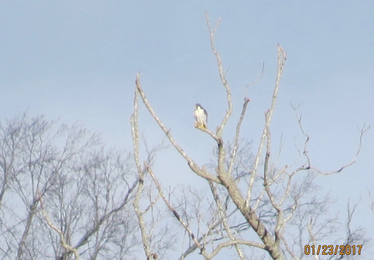 Peregrine Falcon - ML46335471