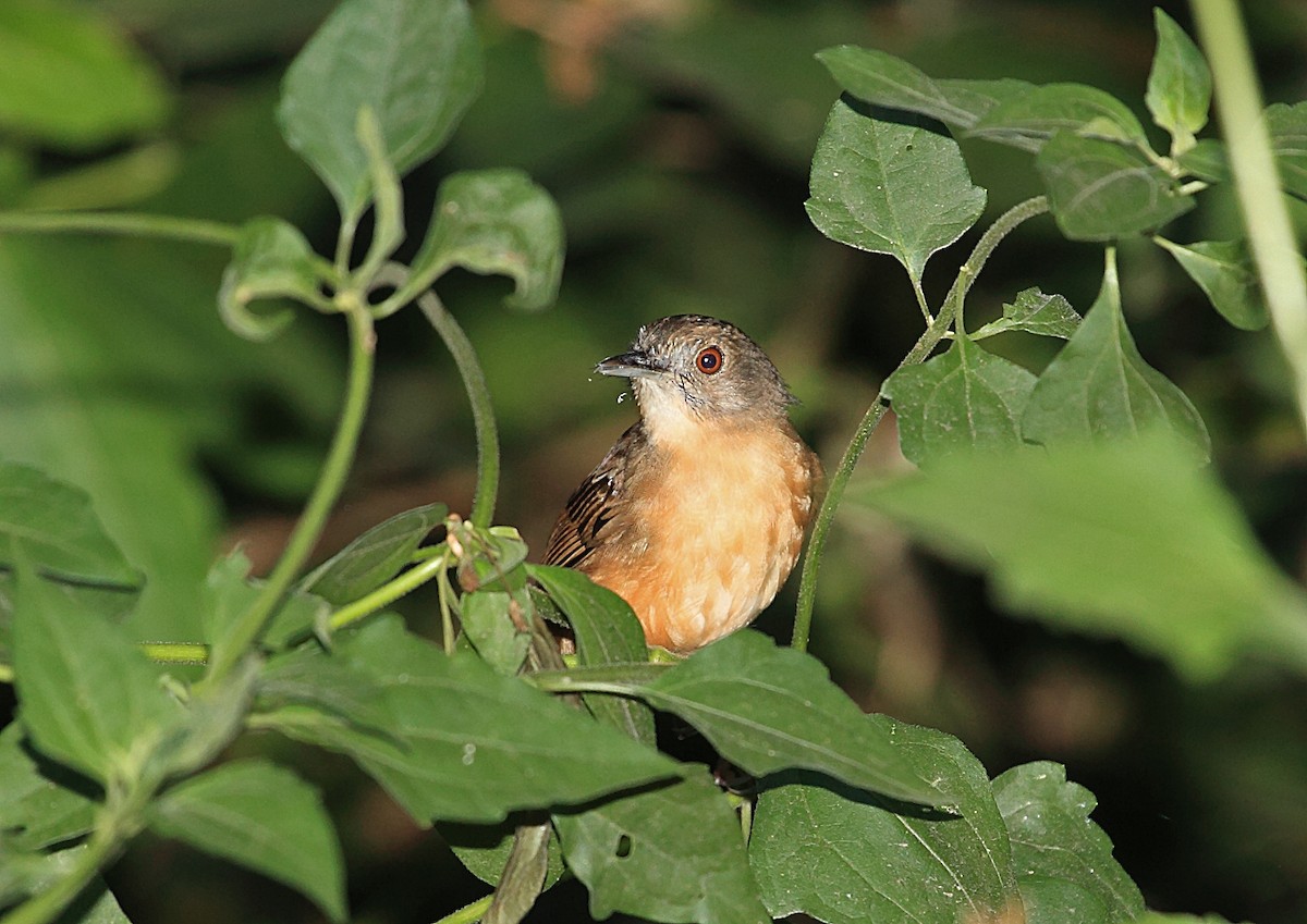 Sulawesi Babbler - Nigel Voaden