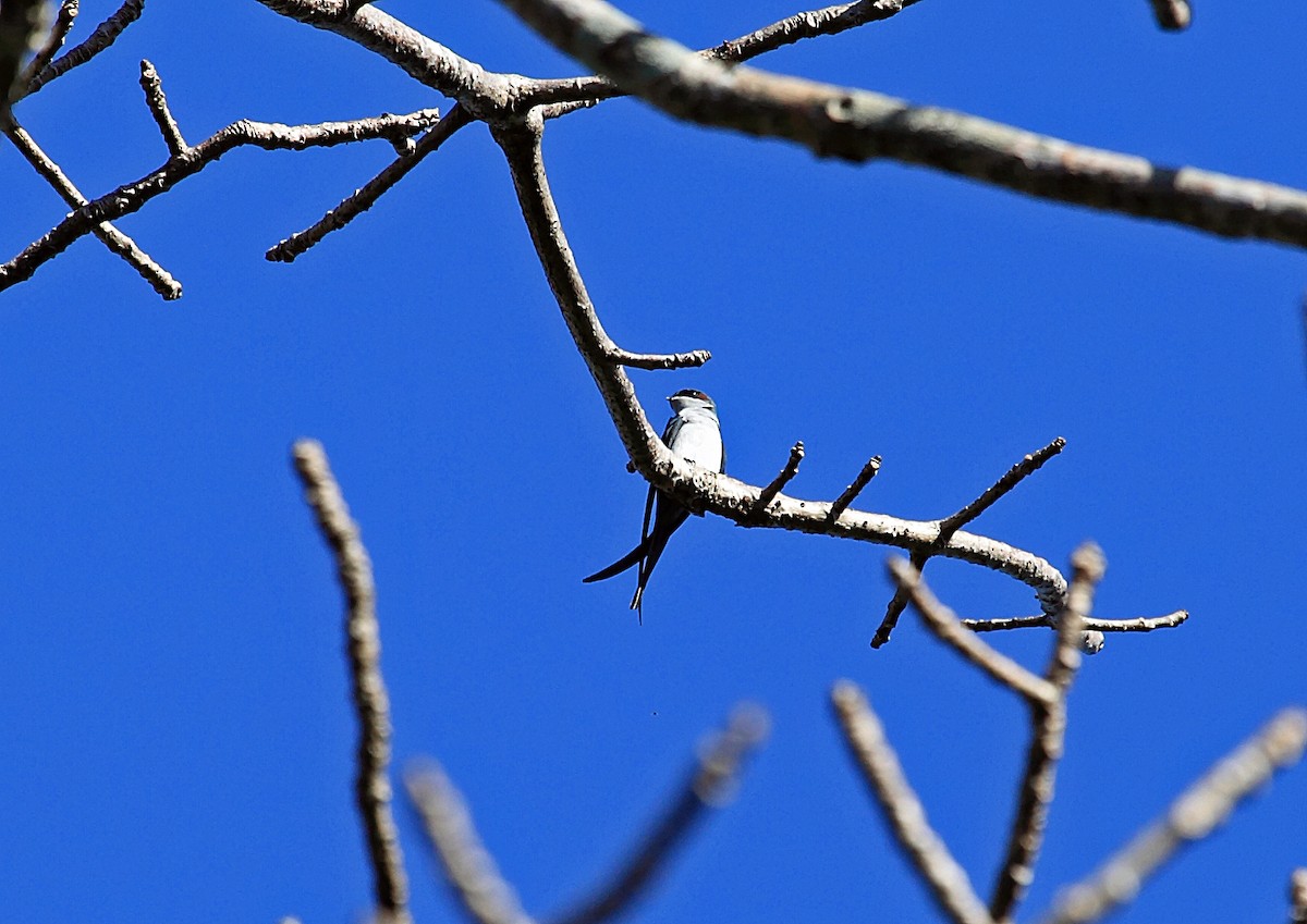 Gray-rumped Treeswift - ML46335491