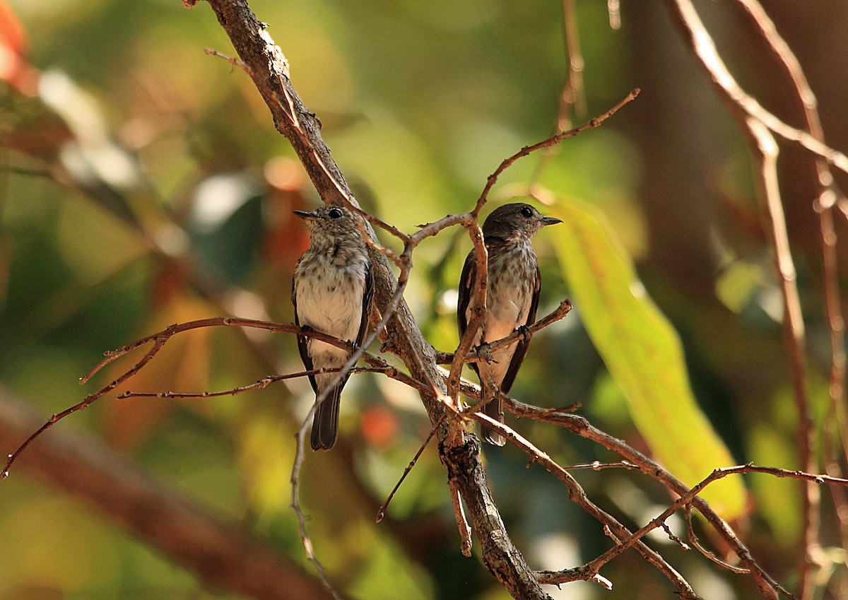 Sulawesi Brown Flycatcher - Nigel Voaden