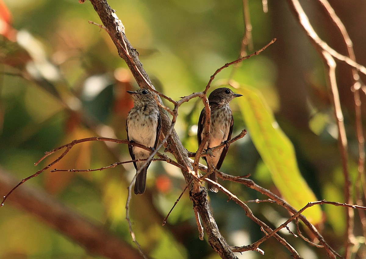 Sulawesi Brown Flycatcher - ML46335531