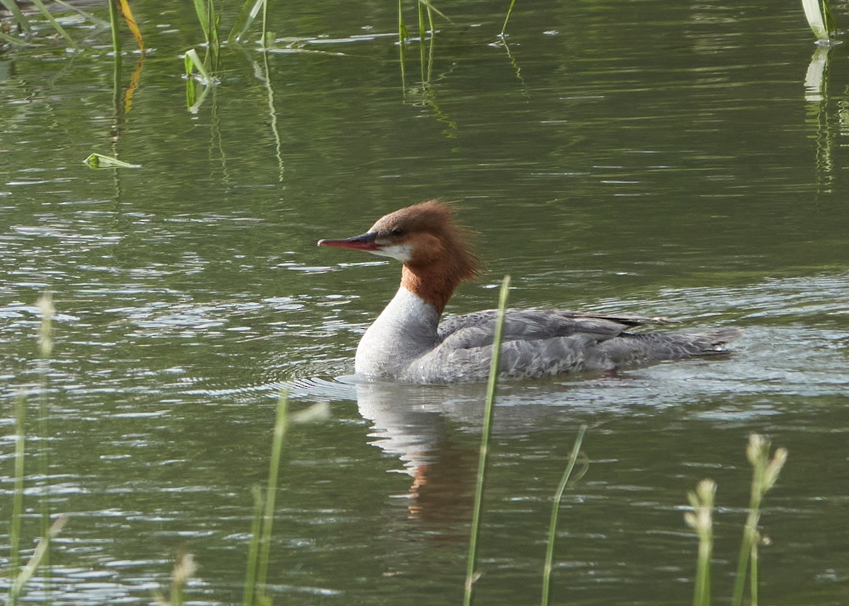 Common Merganser - ML463355441