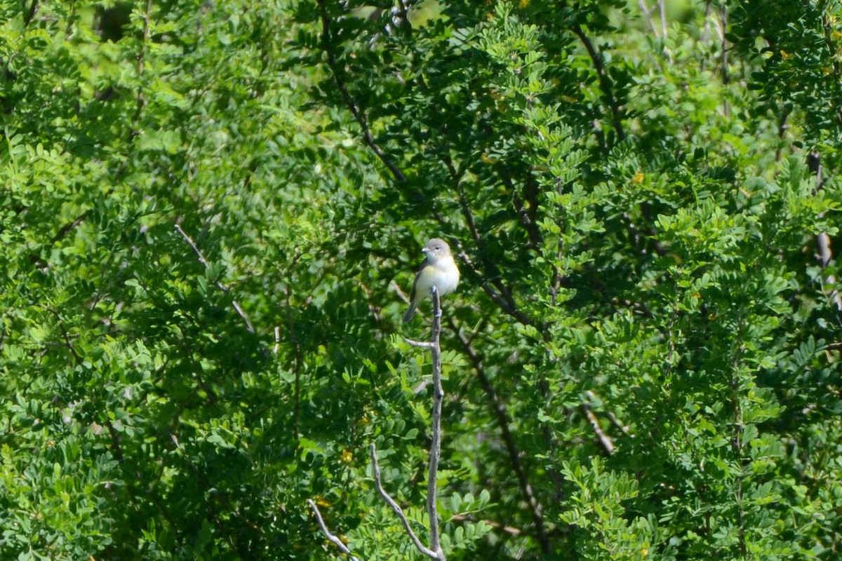 Bell's Vireo - ML463356071