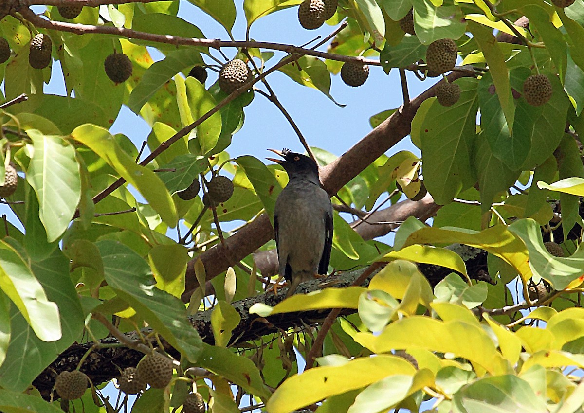 Pale-bellied Myna - Nigel Voaden