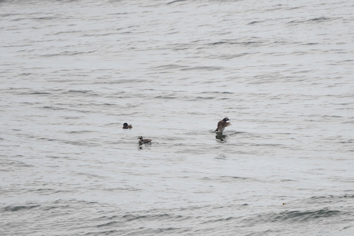 Long-tailed Duck - ML463356161