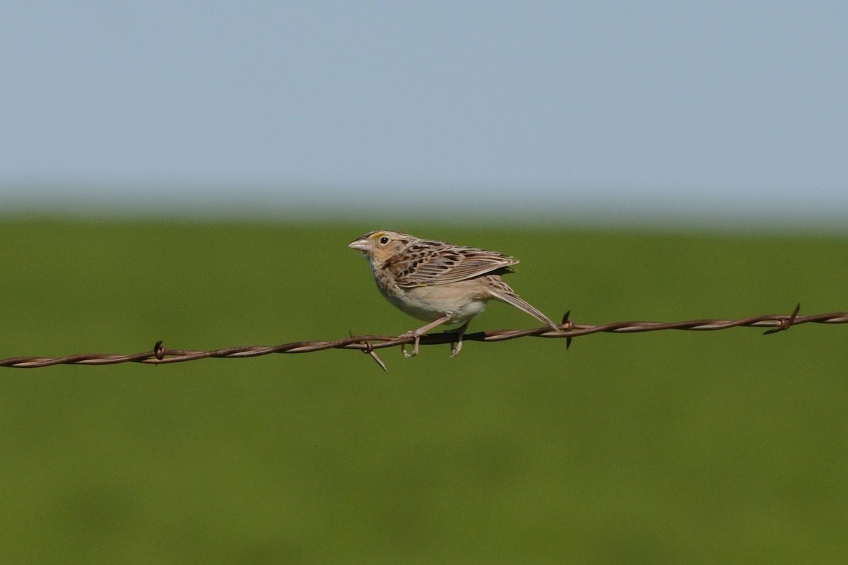 Grasshopper Sparrow - ML463356681