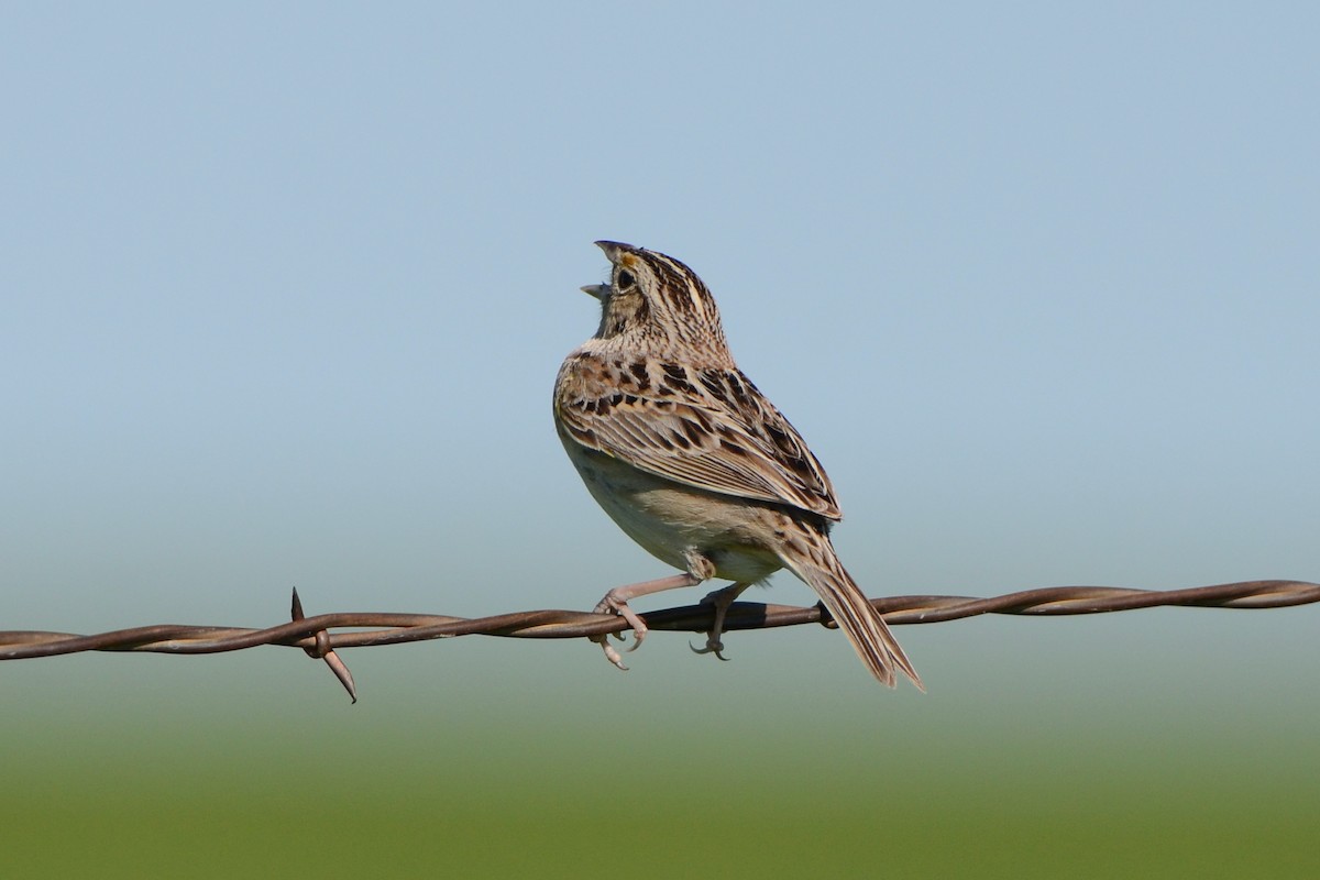 Grasshopper Sparrow - ML463356701