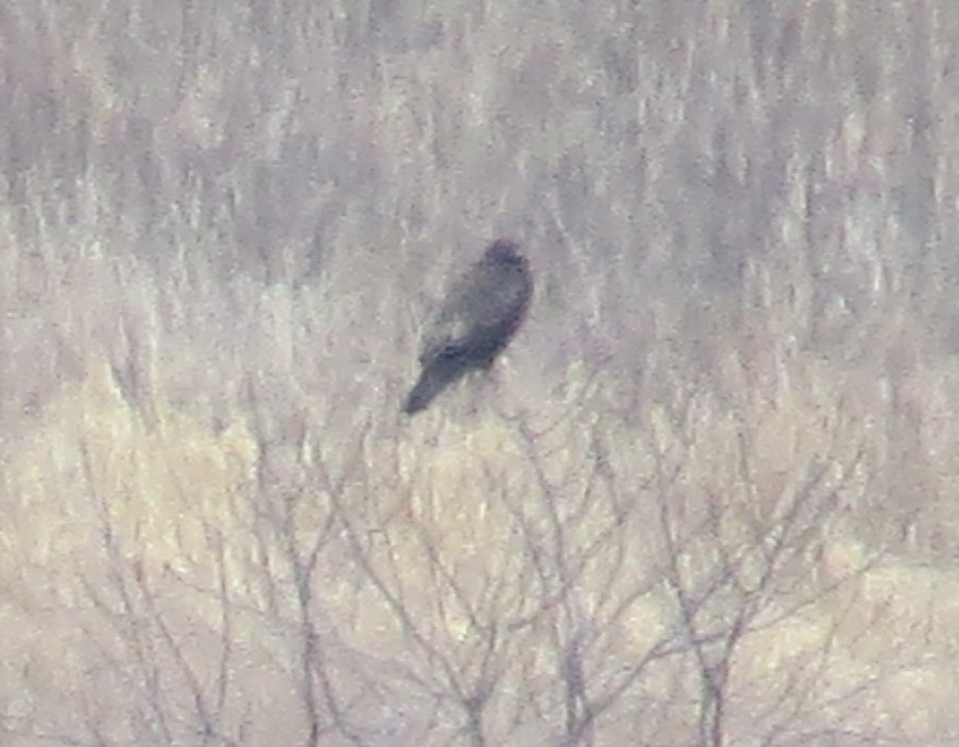 Rough-legged Hawk - ML46335711