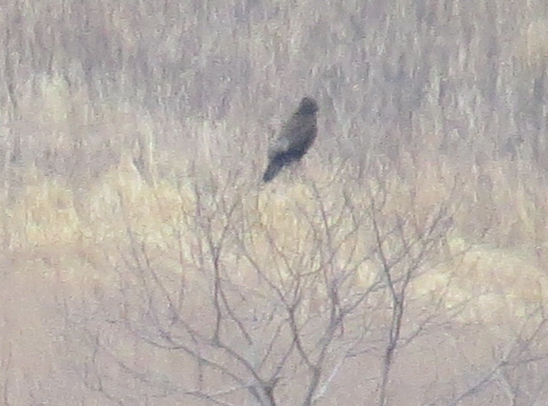 Rough-legged Hawk - ML46335731