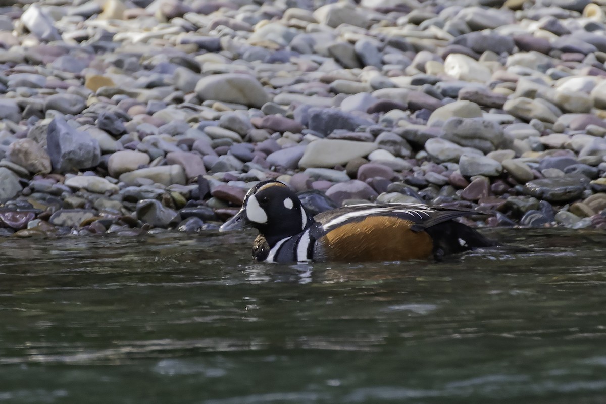 Harlequin Duck - ML463360871