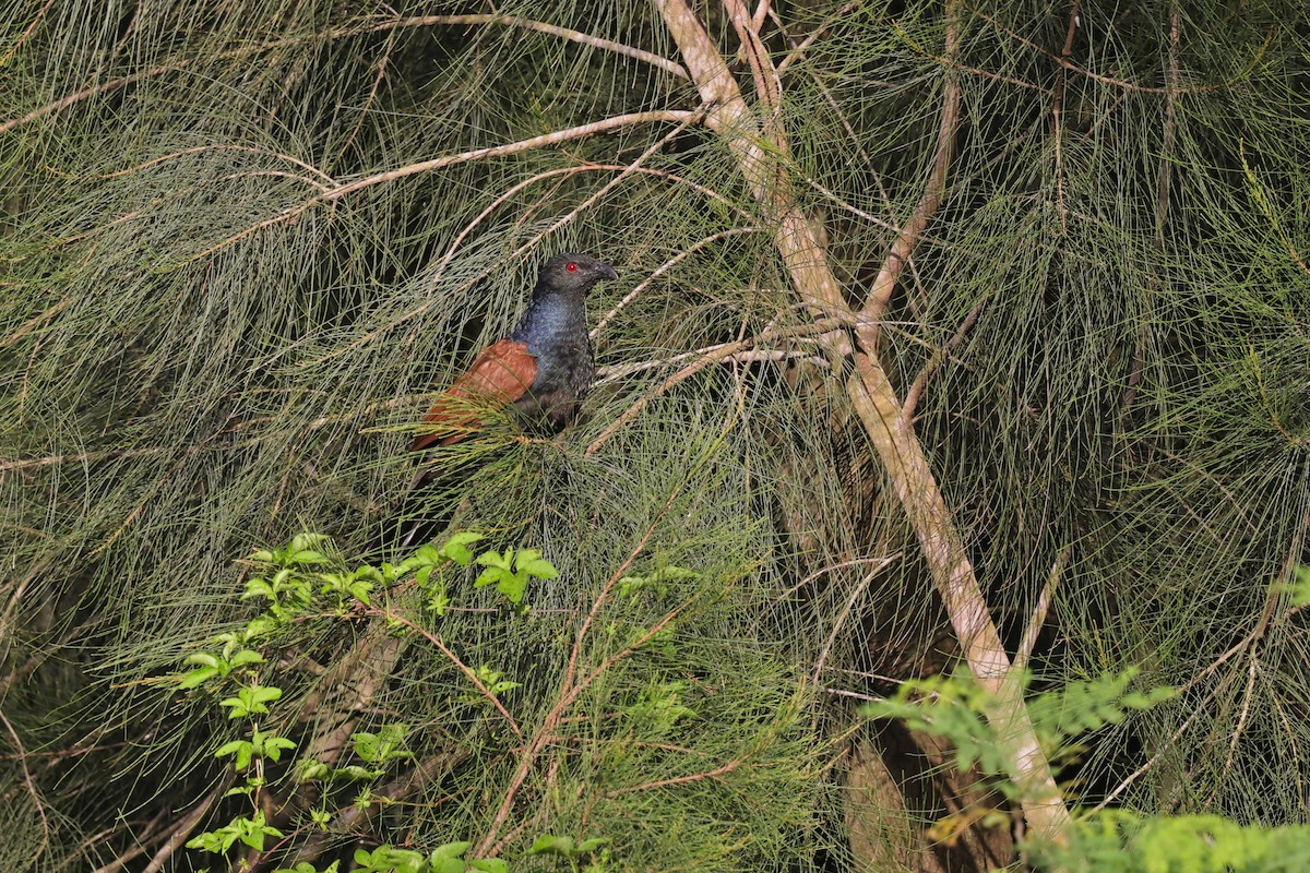 Grand Coucal (groupe sinensis) - ML463362141