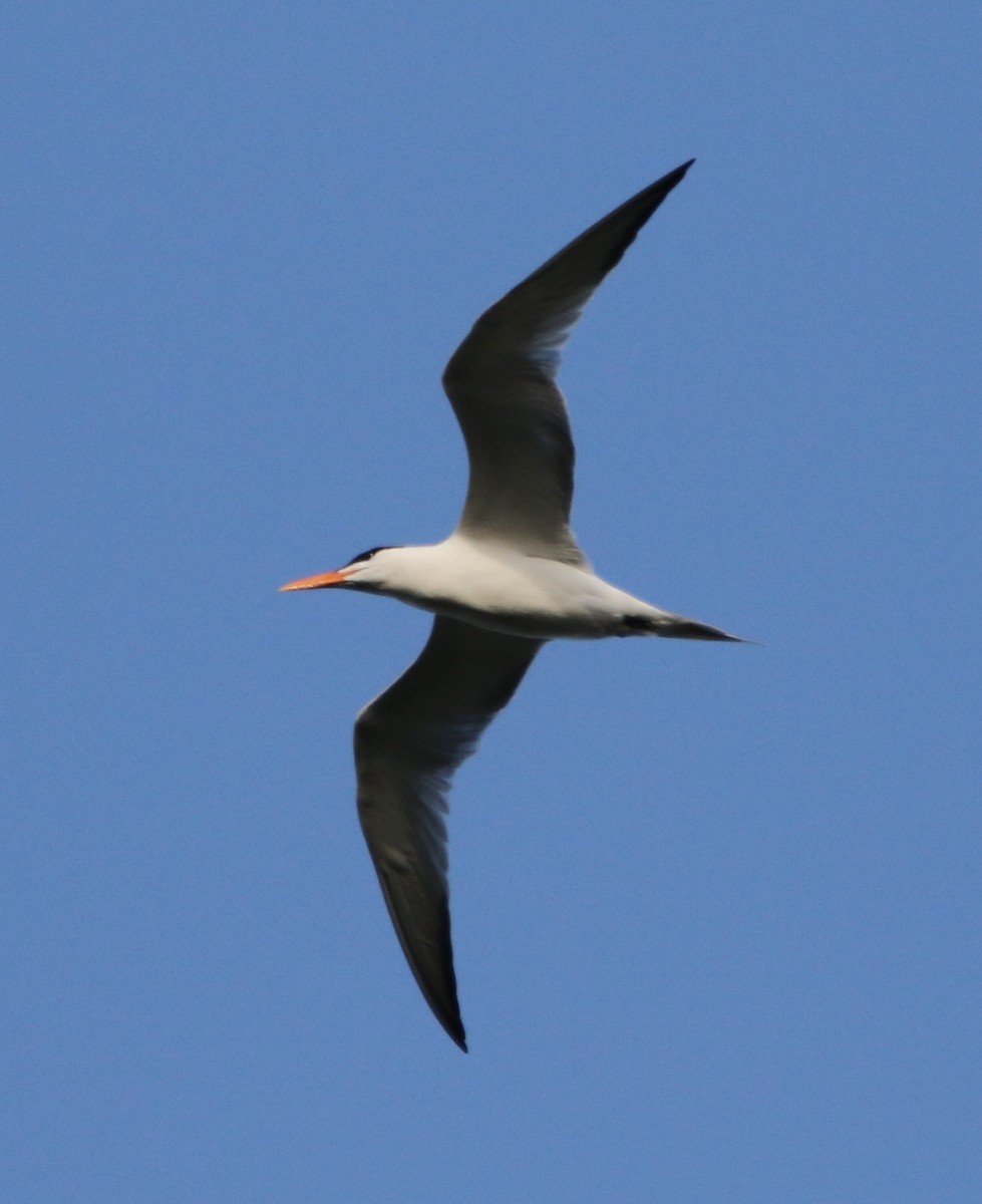 Royal Tern - ML463363151