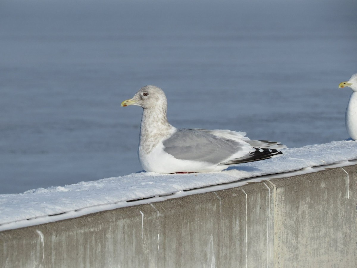 Iceland Gull (Thayer's) - Nathan Martineau