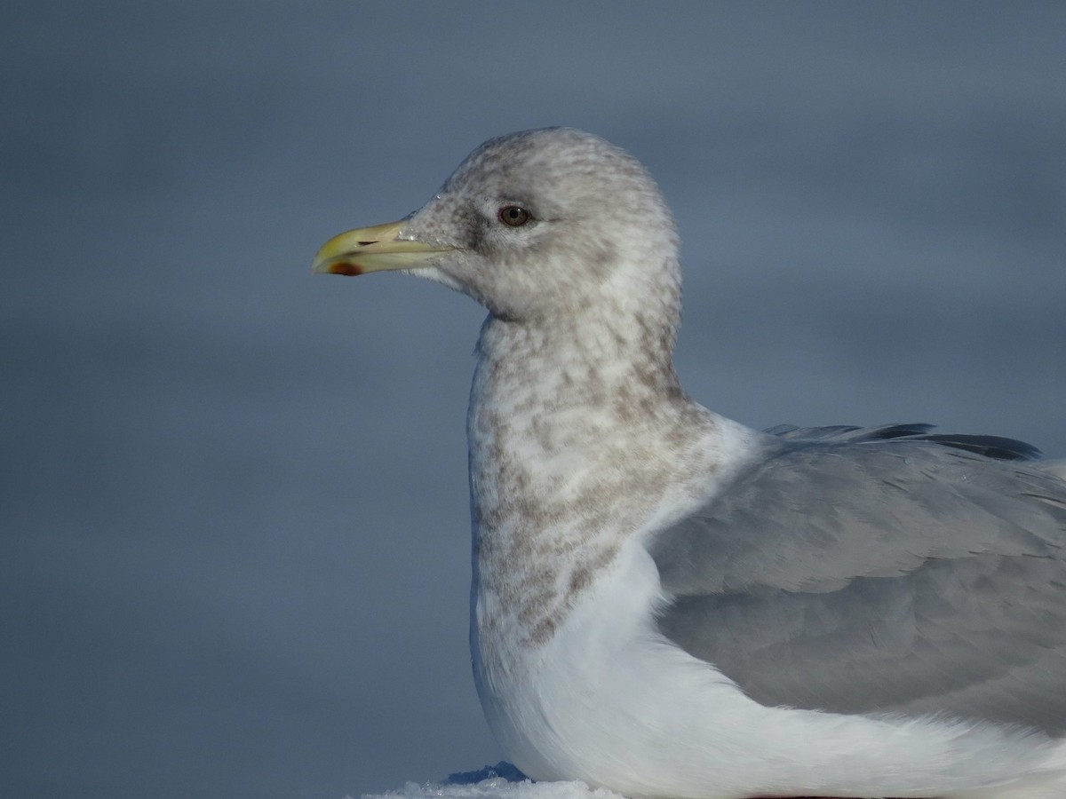 Iceland Gull (Thayer's) - Nathan Martineau