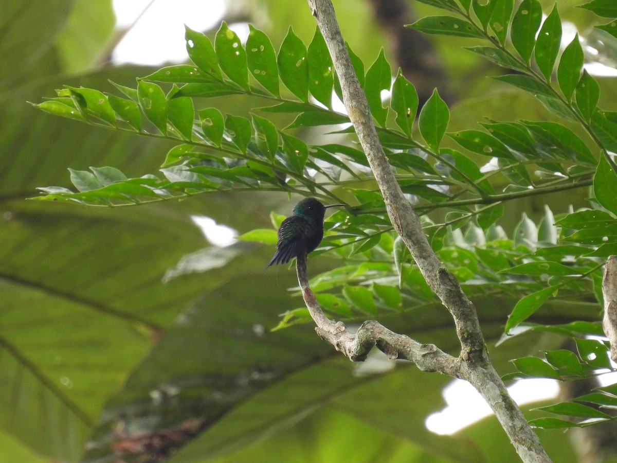 Red-billed Emerald - ML463364421