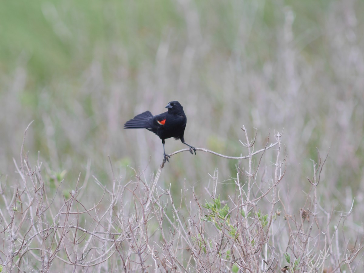 Red-winged Blackbird - ML463366811