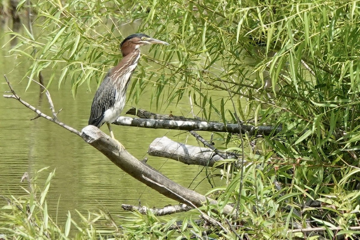 Green Heron - ML463368041