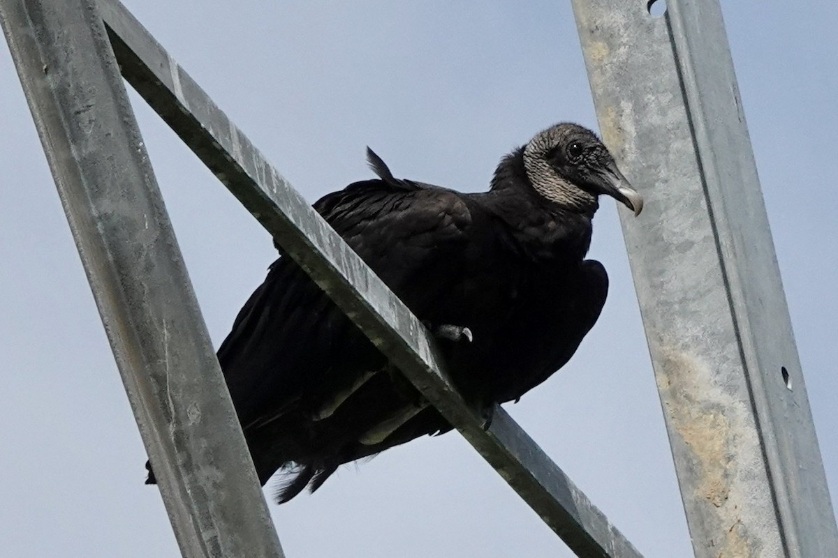 Black Vulture - ML463368091